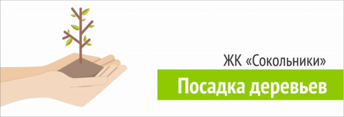 Посадка деревьев в ЖК "Сокольники" 