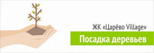 Посадка деревьев в ЖК «Царево Village»