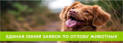 Отлов бездомных животных